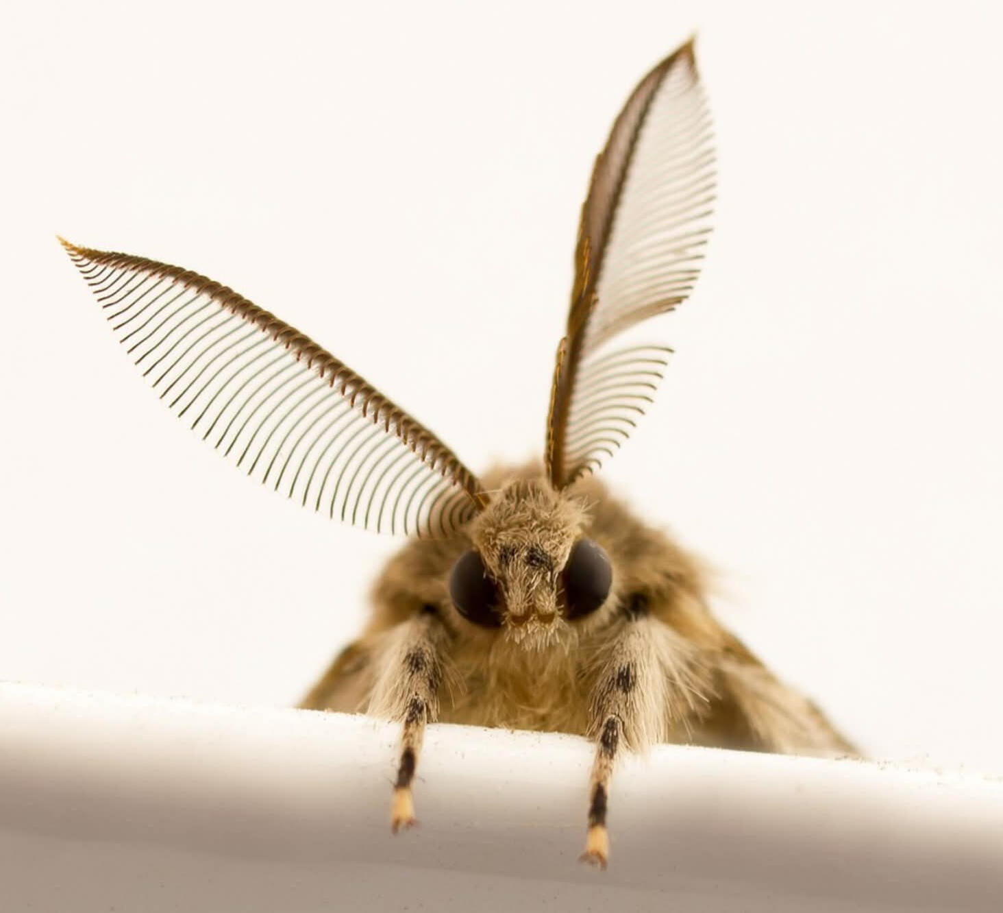 MOTH ZENOS SMP TEAM he/him